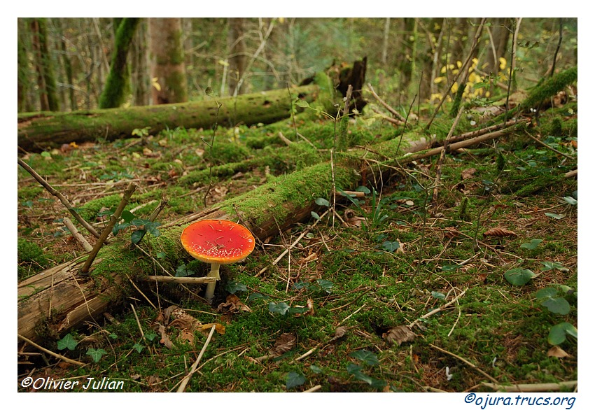 Quelques couleurs d'automne 20111103205014-9ea16d8e