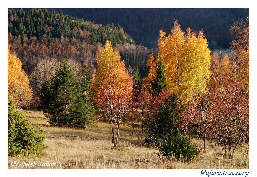 Quelques couleurs d'automne 20111110191238-fe05ac83