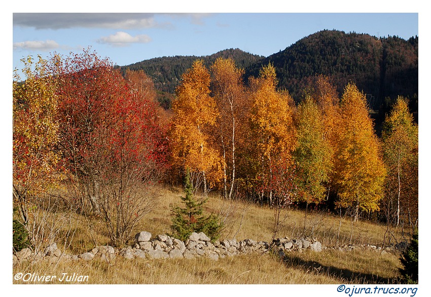 Quelques couleurs d'automne 20111110191245-2e95f900