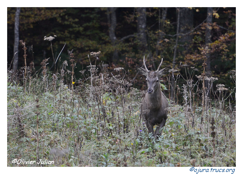 Nouvelles photos animalières 20141002171804-c803699a