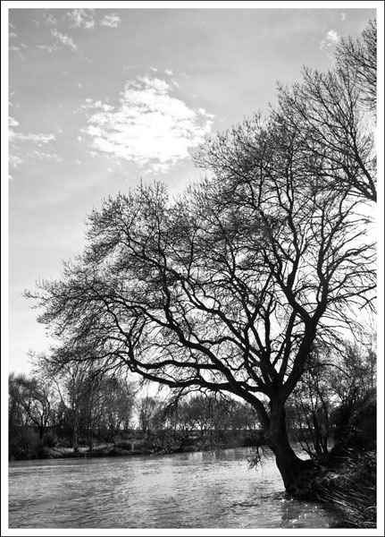 L'arbre ArbreNB