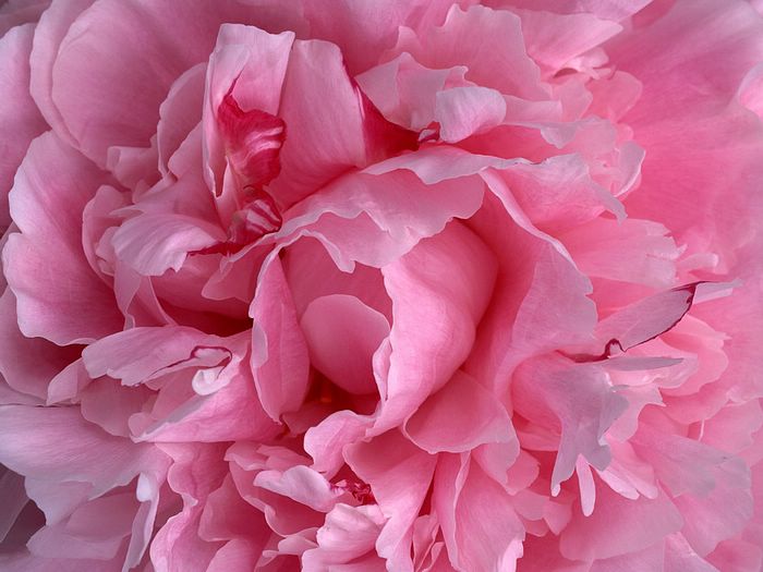 زهرة القرنفل Carnation_flower_photo_1020