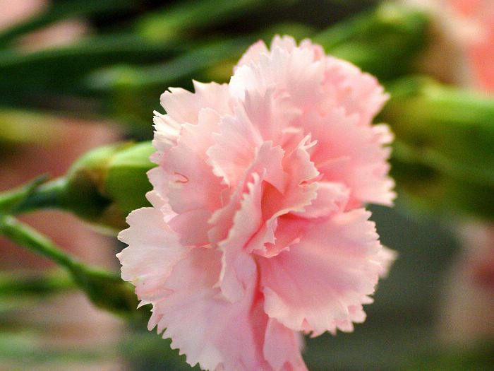 زهرة القرنفل Carnation_flower_photo_27679gDYOVb_fs