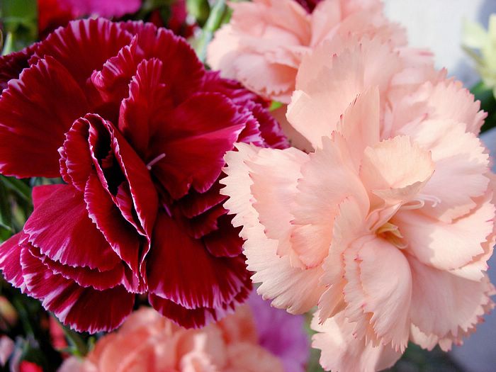 زهرة القرنفل Carnation_flower_photo_54814XyvSTWa_fs