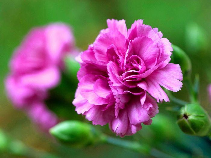 زهرة القرنفل Carnation_flower_photo_90054QkGXsn_fs