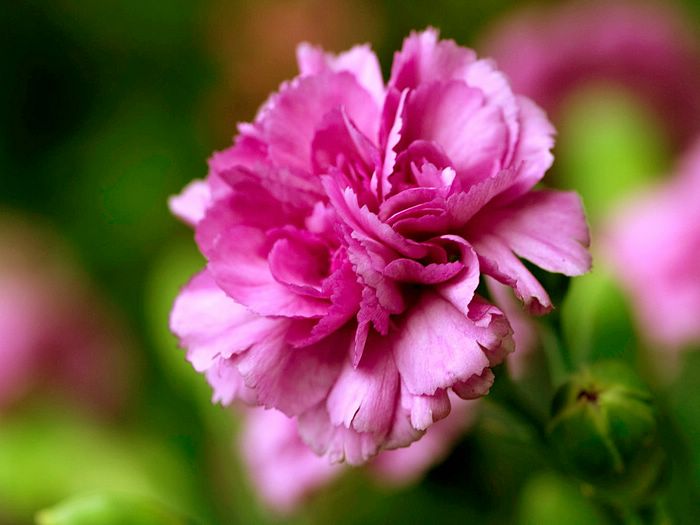 زهرة القرنفل Carnation_flower_photo_90054rUwYMS_fs