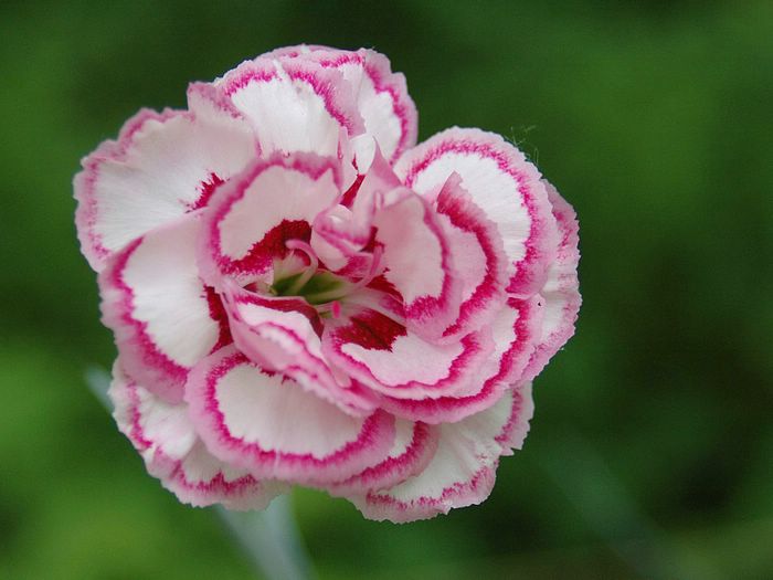 زهرة القرنفل Carnation_flower_photo_P_fs