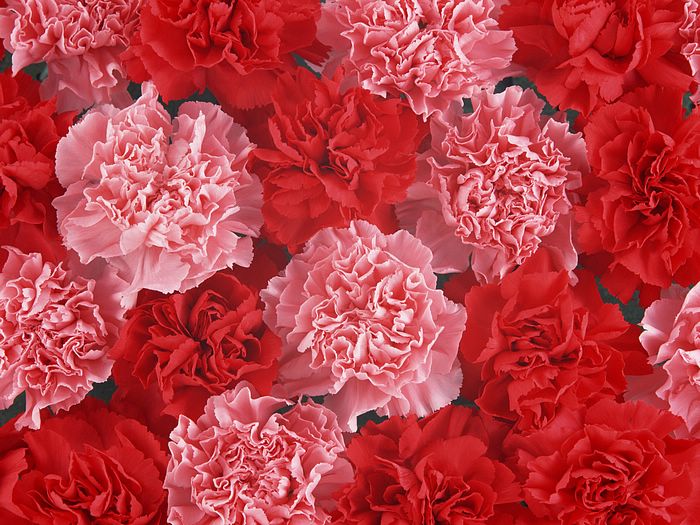 زهرة القرنفل Carnation_flower_photo_Vol_091_DT039a