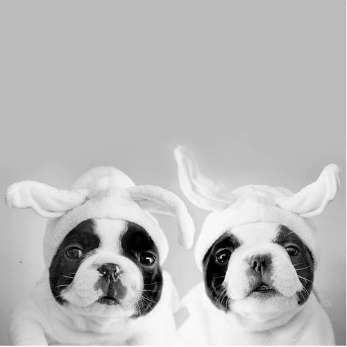  Imágenes y fotos en blanco y negro.  - Página 25 Cachorros-fofos