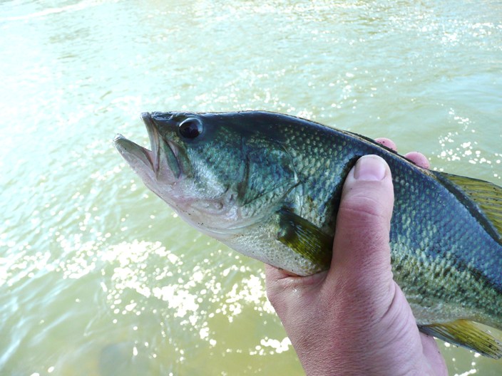 VOTRE PECHE D'OCTOBRE - Page 12 Bass-tarn