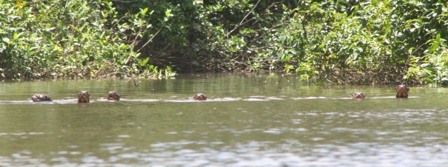 LA faune guyanaise ... 8jJP106