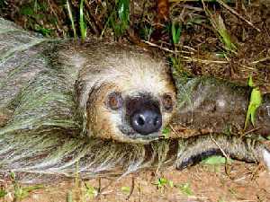 LA faune guyanaise ... MDeuxGriffes