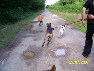 Atchoum superbe croisé rototo de 2ans à l'adoption!!!! 100_7519