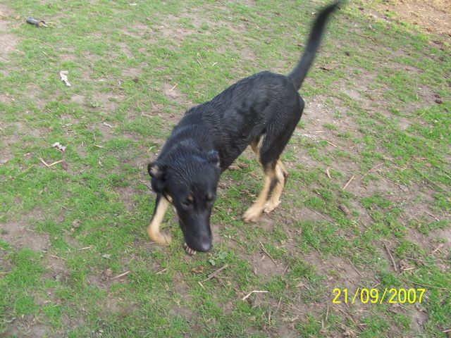 Devil (10mois) crois beauceron !!! 100_7928