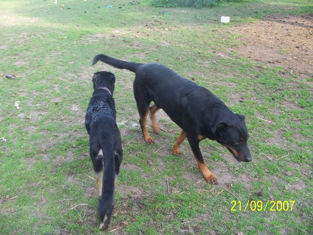 Devil (10mois) crois beauceron !!! 100_7936