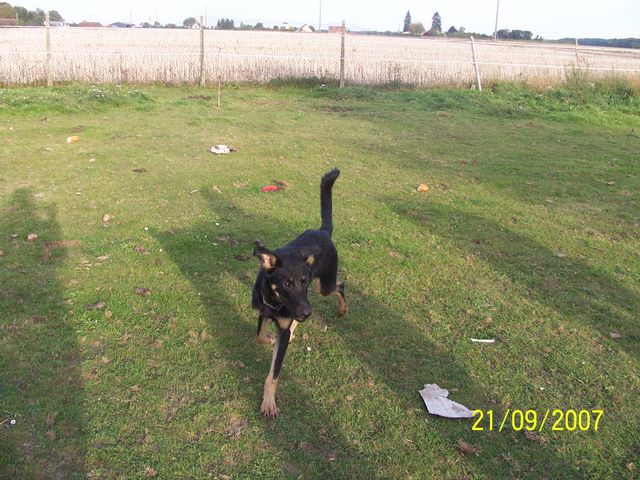 Devil (10mois) crois beauceron !!! 100_7949