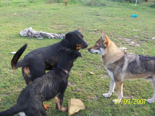 Devil (10mois) crois beauceron !!! 100_7965