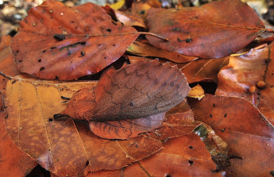 Animaux et camouflage - Page 2 Camouflage-mappet-leaf-moth