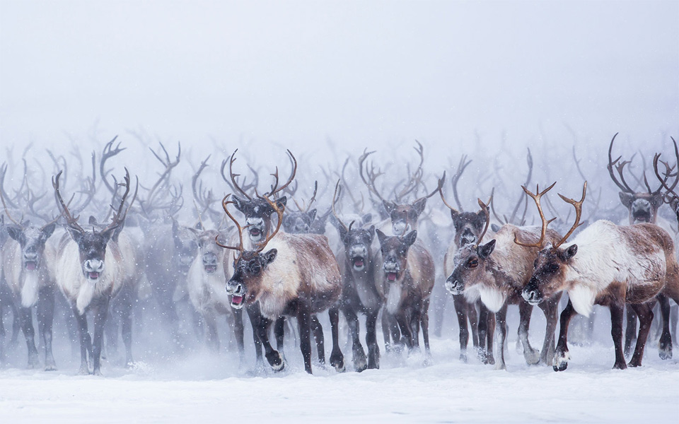 Pišem tuđom slikom  - Page 8 Mass-migration-of-reindeer-herd-canada