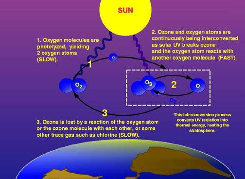 بحث عن طبقة الازون Ozone_cycle