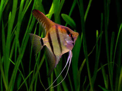 آنجل - Angelfish Freshwater_angelfish.