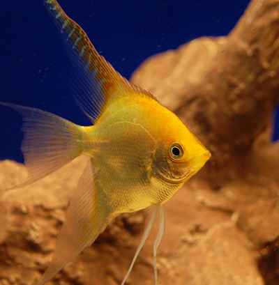 آنجل - Angelfish Gold_angel_090507_w0440