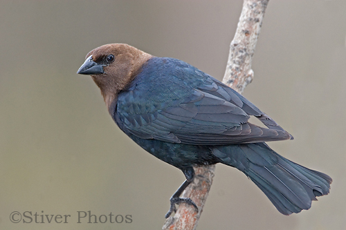 مشاهد من الحياة في احضان الطبيعه حيوانات وطيور وحشرات Brown_Headed_Cowbird6