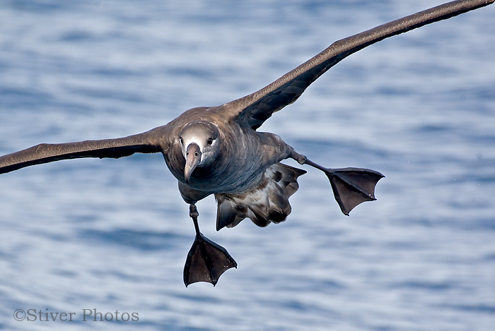 கடற் பறவை  - Page 2 Black_footed_albatross19