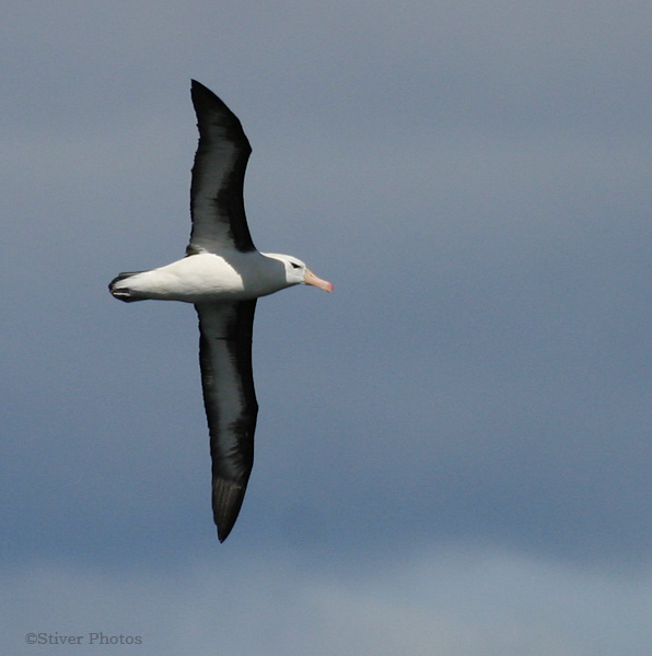 கடற் பறவை  Black_browed_albatross2