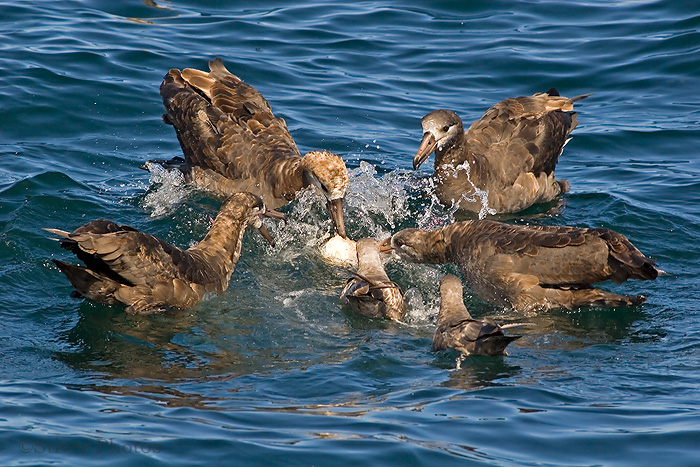 கடற் பறவை  - Page 5 Black_footed_albatross4