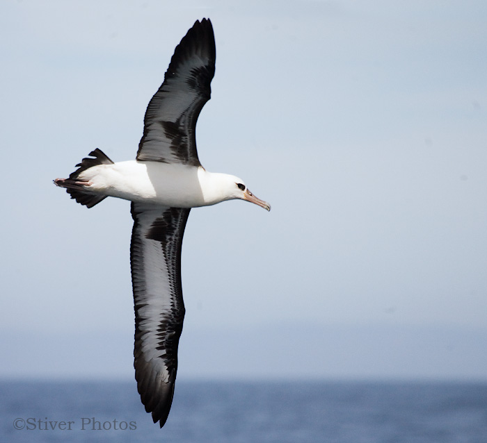 கடற் பறவை  Laysan_albatross