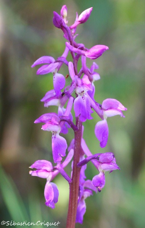 la nature repart ,les fleurs annoncent les beaux jours 14--Orchis-mascula-2