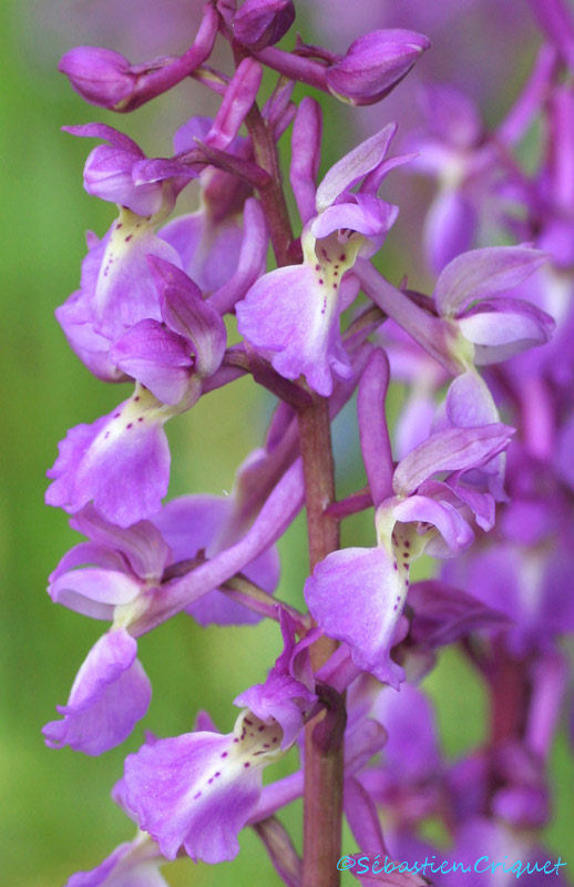 la nature repart ,les fleurs annoncent les beaux jours 19--Orchis-mascula-2