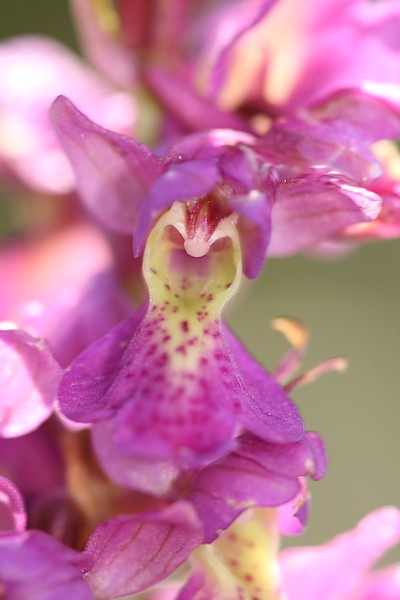 Orchis mascula x pallens (Orchis x loreziana BRÜGGER 1880) IMG_7705_g