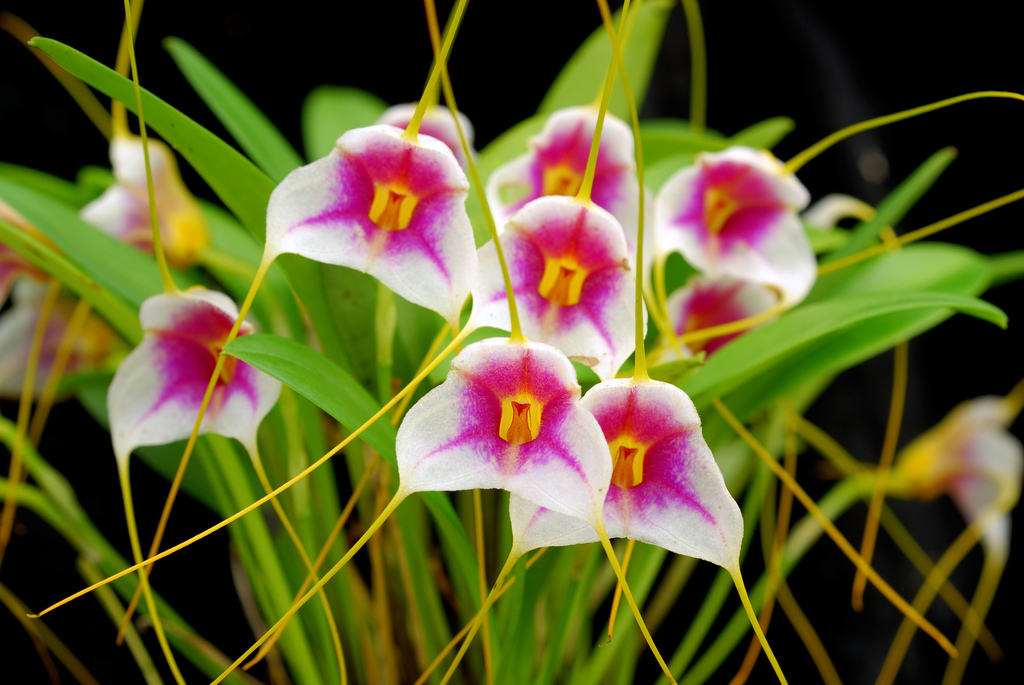 Masdevallia inconnu Masexquisita