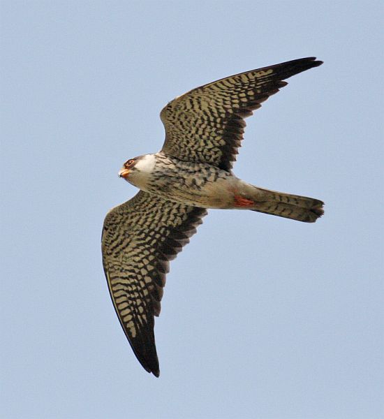 Amur Falcon เหยี่ยวตีนแดง Amur_falcon_in_flight_0099vd