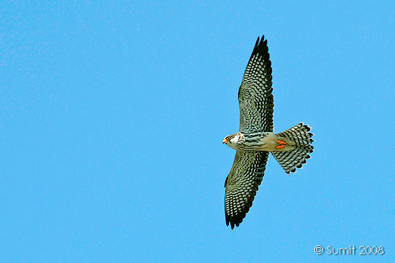 Amur Falcon เหยี่ยวตีนแดง Amurfalcon4_ss