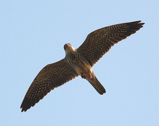 Amur Falcon เหยี่ยวตีนแดง Amurfalconinw