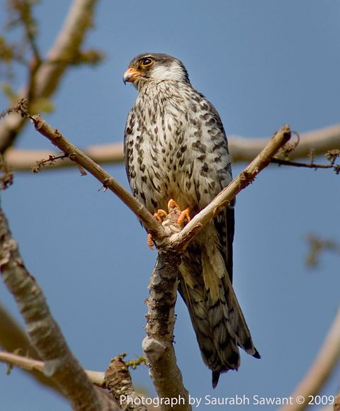 Amur Falcon เหยี่ยวตีนแดง Amurfalconss
