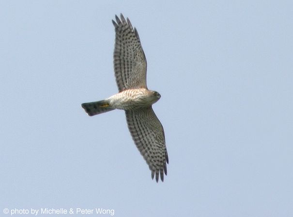 เหยี่ยวนกเขาพันธุ์ญี่ปุ่น Japanese Sparrowhawk. Accipiter gularis.  Besra19oct05_mpw