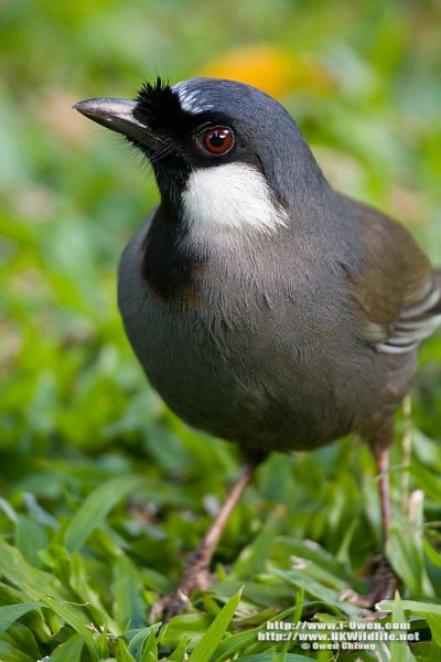 Tìm Hiểu Về Chim Khướu Blackthroated_laughingthrush_7366_oc