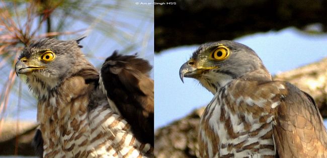 Crested Goshawk  เหยี่ยวนกเขาหงอน Crested_goshawk35afaceashss