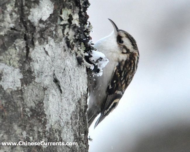 ABC Animales con su foto - Página 2 Hodgsons_treecreeper_certhia_hodgsoni