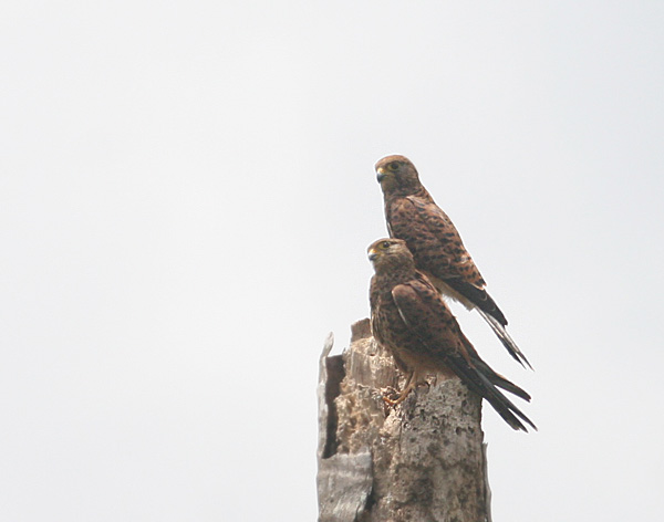 Falconiformes. sub Falconidae - sub fam Falconinae - gênero Falco - Página 2 Img_1256sm