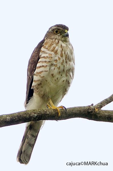 เหยี่ยวนกเขาพันธุ์ญี่ปุ่น Japanese Sparrowhawk. Accipiter gularis.  Japanese_sparrowhawk7242