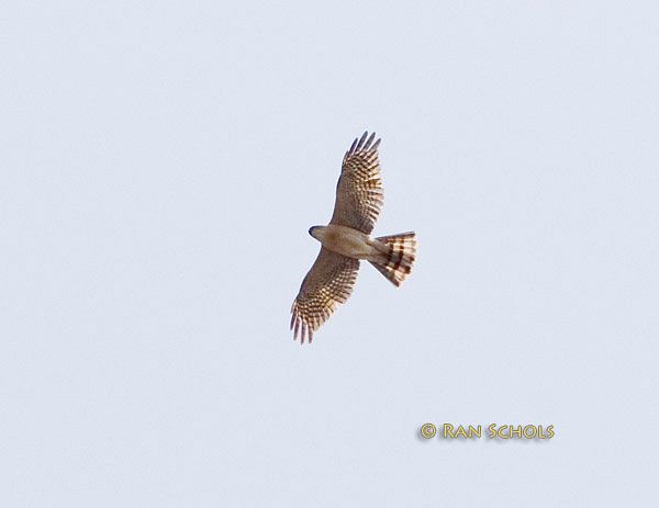 เหยี่ยวนกเขาพันธุ์ญี่ปุ่น Japanese Sparrowhawk. Accipiter gularis.  Japanesesparrowhawkc20d_03070_rs