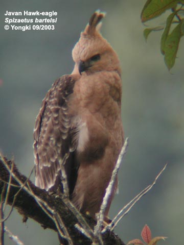 Javan Hawk-Eagle Javanhawkeagle_0903_02yw