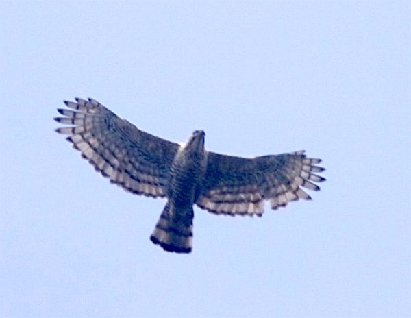 Javan Hawk-Eagle Javanhawkeagle_q0s_060827lky