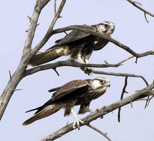 Falconiformes. sub Falconidae - sub fam Falconinae - gênero Falco - Página 2 Laggarfalcon