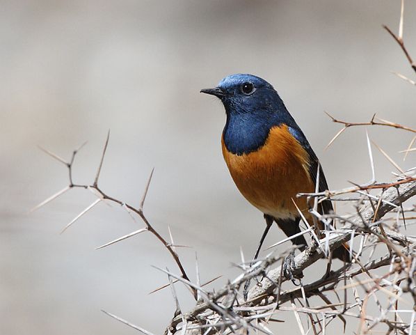 Codirosso Fronte Blu (Phoenicurus frontalis) Phoenicurus_frontalis_7476m_jv